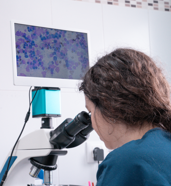 Dermatología veterinaria para perros y gatos