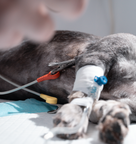 Hospitalización veterinaria para perros y gatos en Jerez_