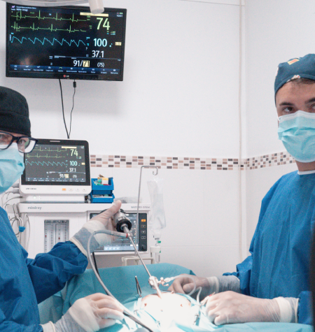 Laparoscopia veterinaria para perros y gatos en Jerez_