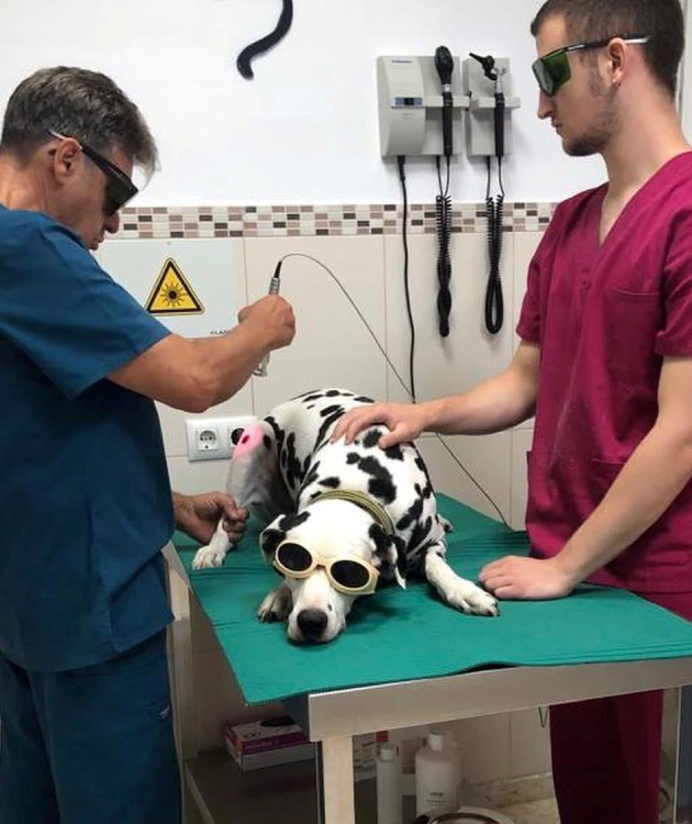 Laserterapia veterinaria en Jerez