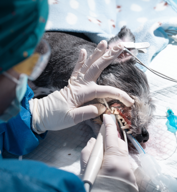 Medicina preventiva para perros y gatos en Jerez