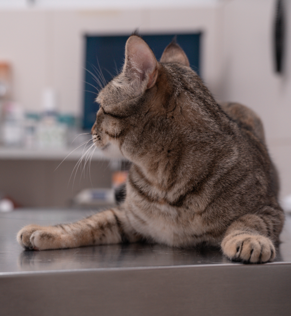 Oftalmología veterinaria para perros y gatos en Jerez