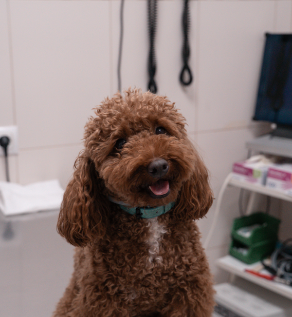 Clínica veterinaria en Jerez de la Frontera