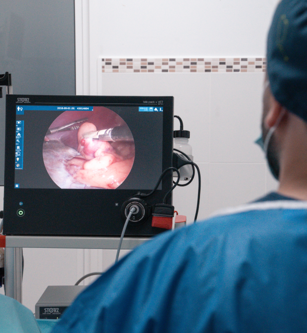endoscopia veterinaria en jerez barriada