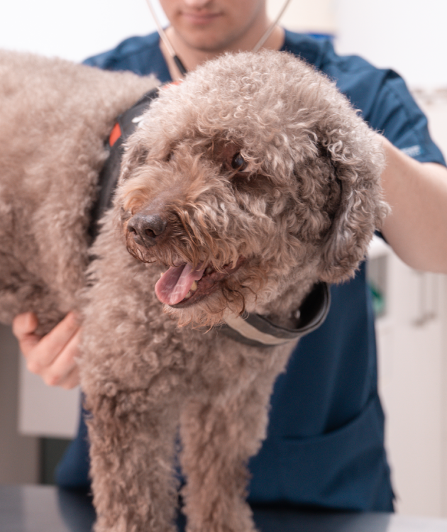 medicina interna veterinaria jerez